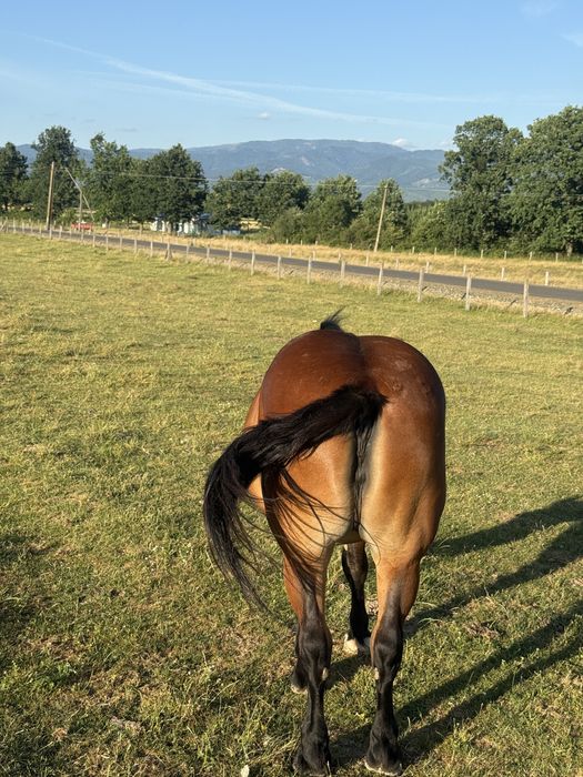 Vand sau schimb cu 4x4 manza gestanta