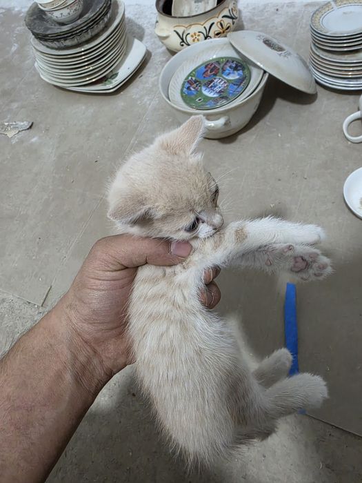 Одам котёнка  и кошку