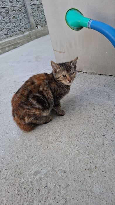 Котов в добрые руки
