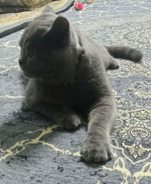 Aqlli mushuk sotiladi