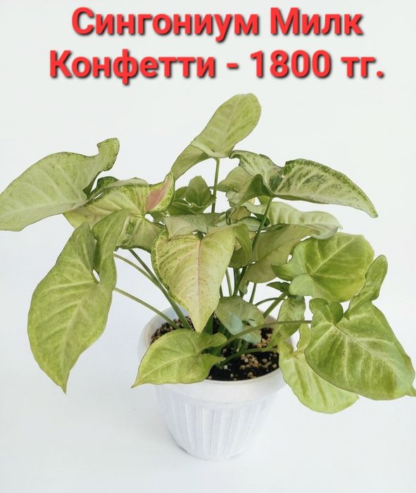 Сингониум- комнатные растения