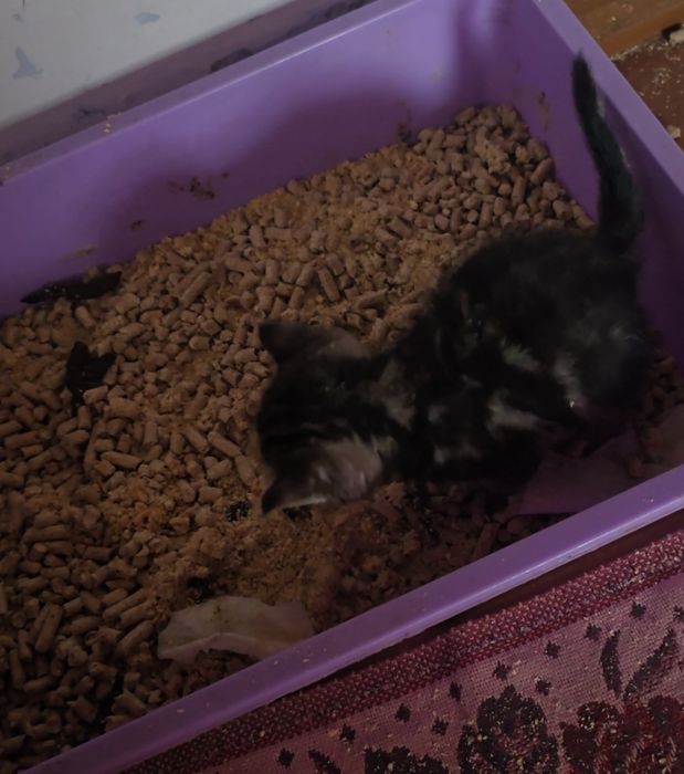 Отдам котят в добрые руки