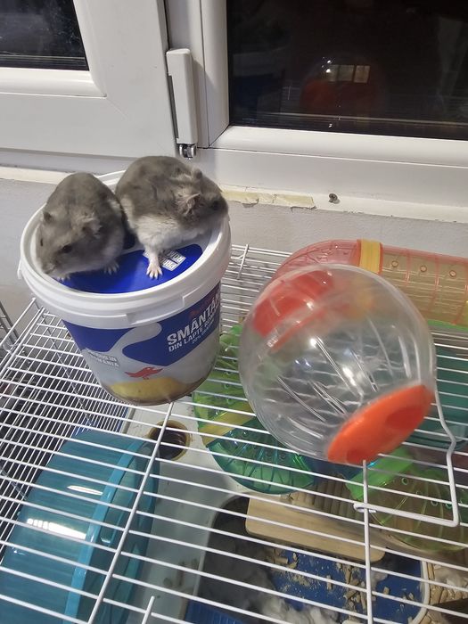 Donez Hamster baiat