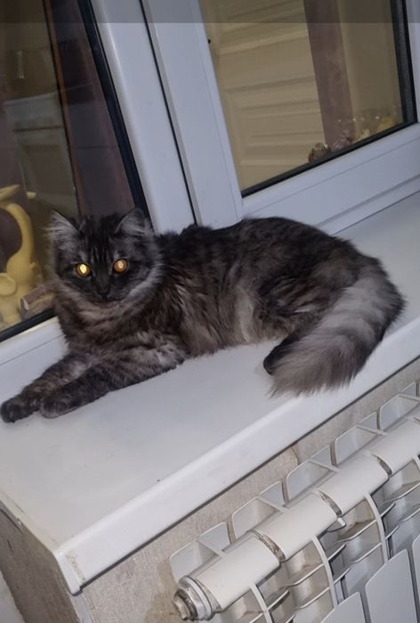 Граф ищет дом. Доставлю!