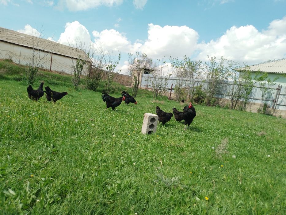 Инкубационное яйцо