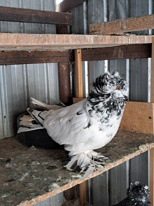 Porumbei uriasi maghiari