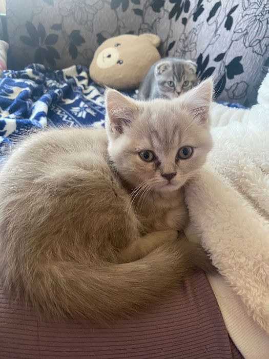 Шотландски клепоухи