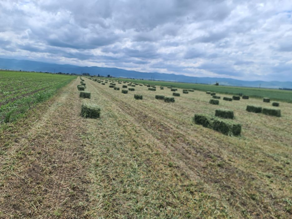 Vand Lucernă și otavă Producție 2024  transport la domiciliu