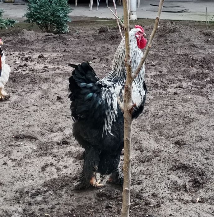 Петух Брамма Мощний Здоровый