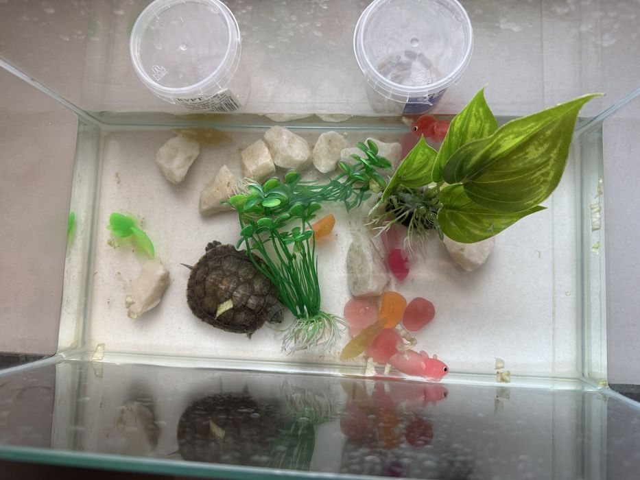Продам черепаху с аквариумом