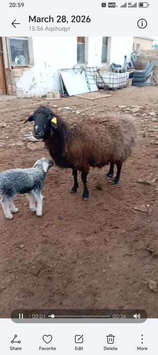 Қозылы қой сатылады