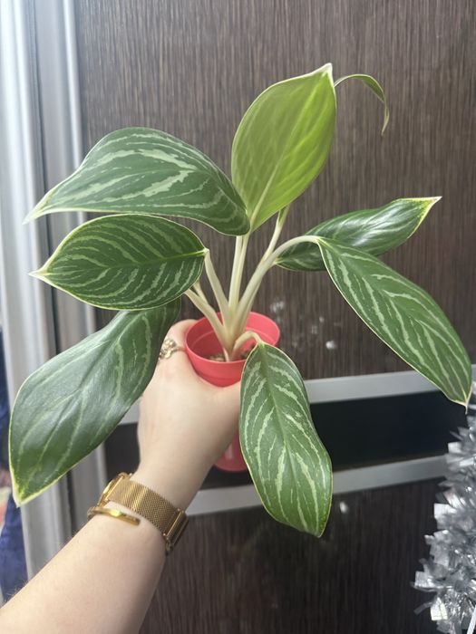 Аглаонема Уайт Раях