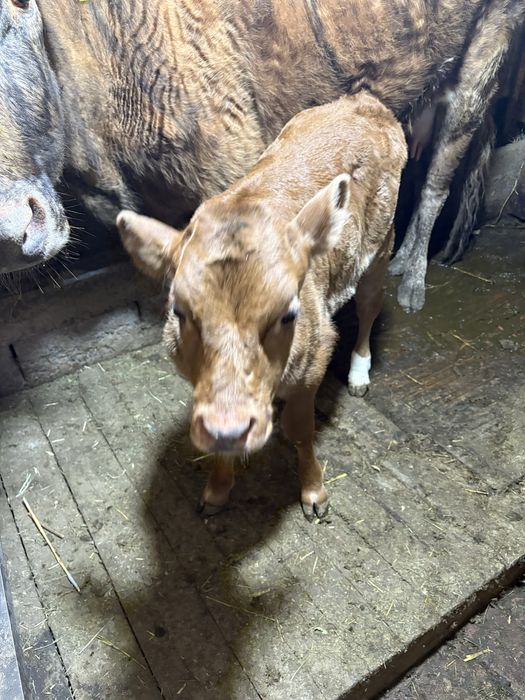 Корова молочный продается