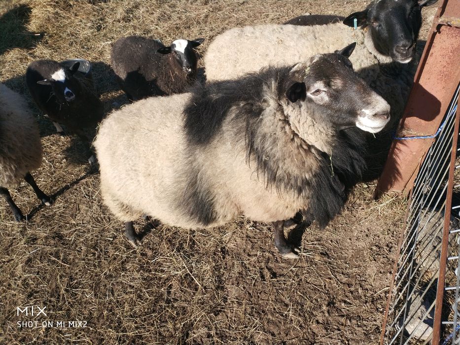 Berbec Romanov  3 ani