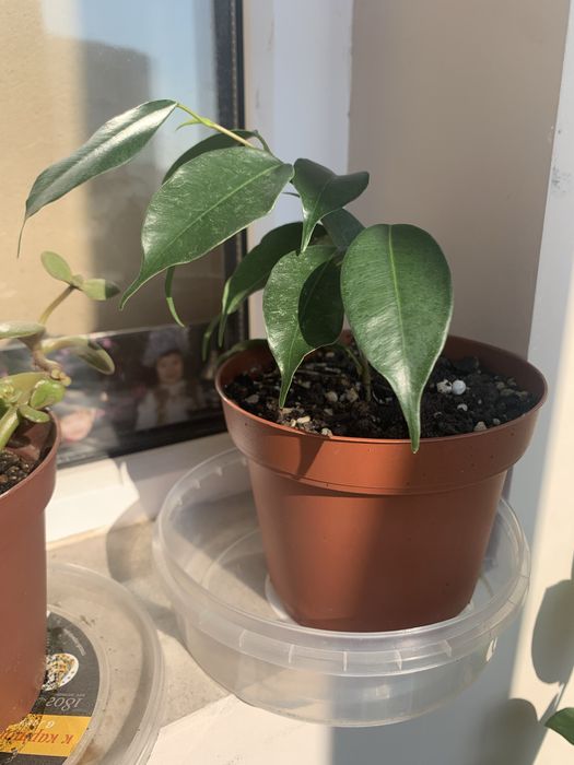 Комнатные растения