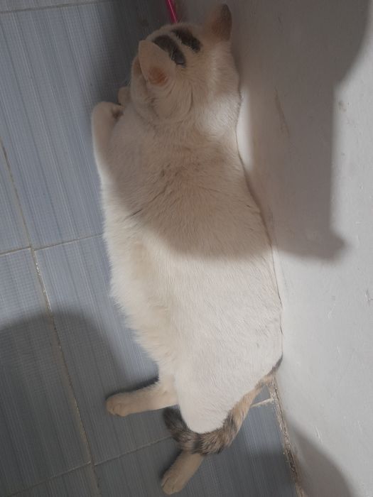 Отдам в хорошие руки