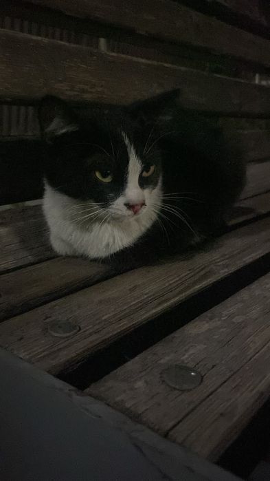 котенок девочка 3-5 месяцев