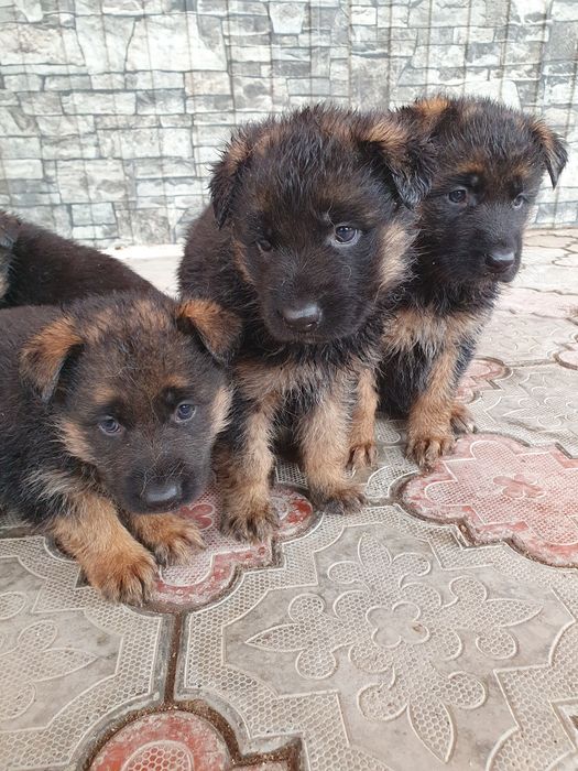 Продам щенят овчарки