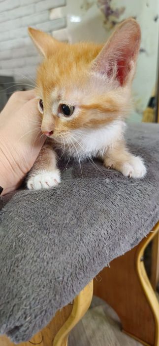 Отдам котят 1,5 мес.