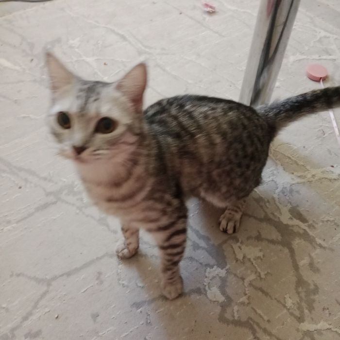 Кошка очень ласковая всеядная