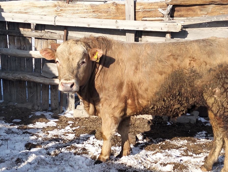 Продам бычка возраст 1,6 месяцев