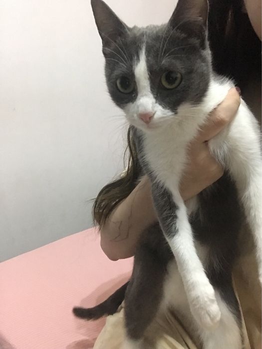 Кошечка Соня ищет дом