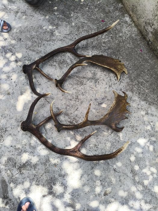 Еленски рога два чифта