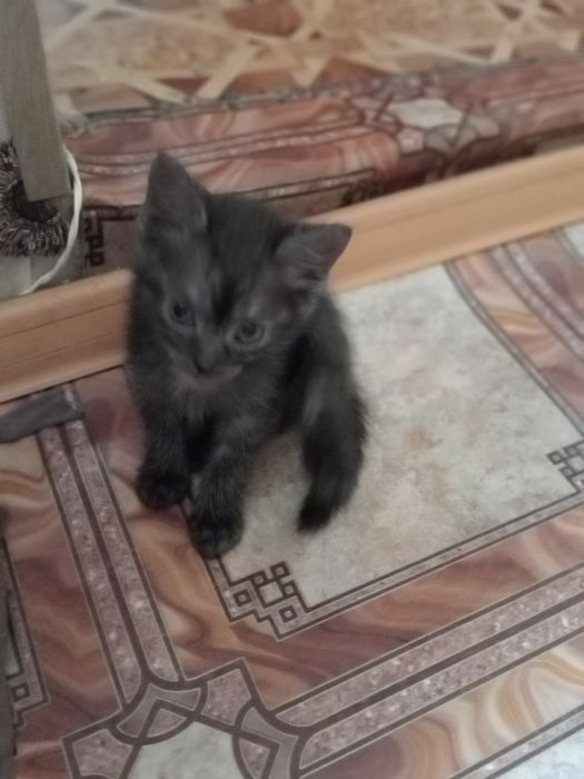 Продаем котят!!!