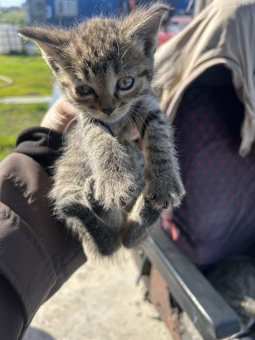 Отдам котят 1 мес косшы