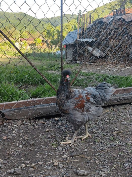 Maternitate pui, și cocoși la 3 luni (50-60) bucata