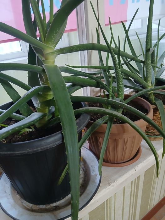 Продам Алоэ  3-летний и разные