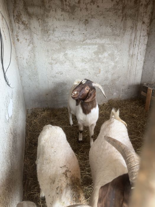 Vand iezi si capre boer