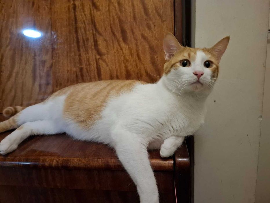 Рижаво коте търси своя дом за винаги