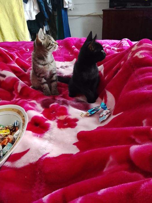 Отдам котят в добрые руки