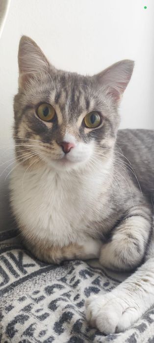 Отдам кота в хороше руки