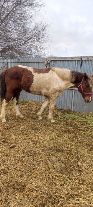 Жылқы ат лошади!!