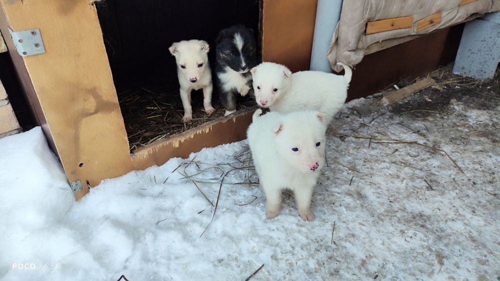 Отдам щенков  Лайки