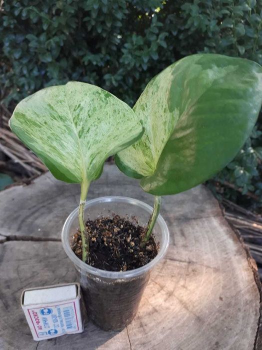 Сциндапсус, Scindapsus