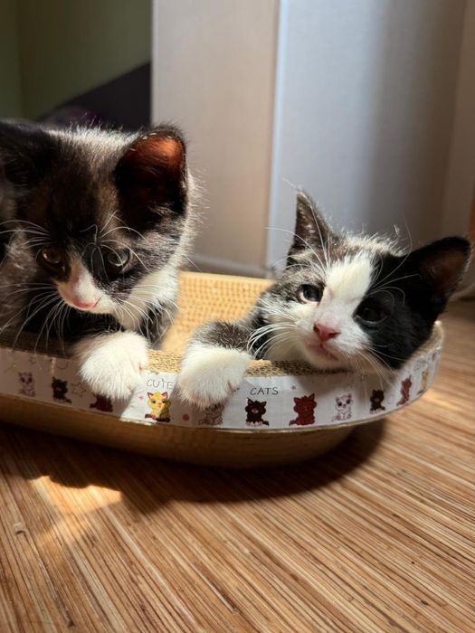 Отдам котят в добрые руки