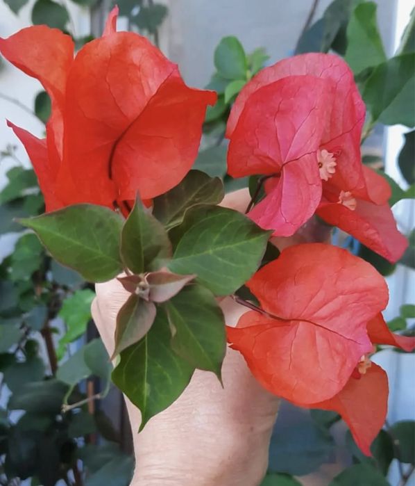 Комнатные растения