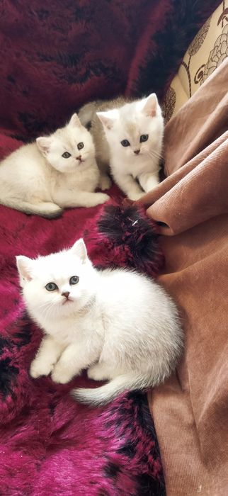 Шиншилла Серебро котята