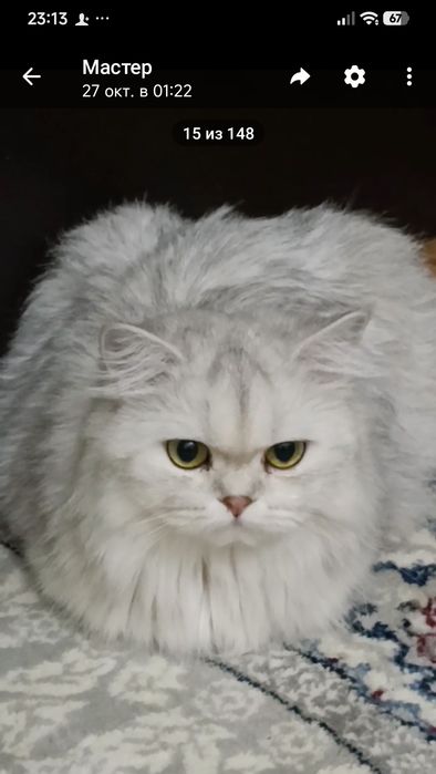 Хайленд - серебристая шиншилла.