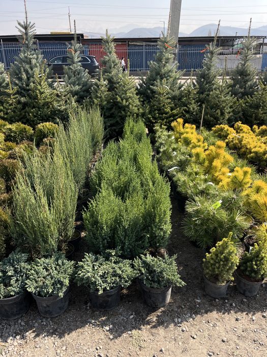 Озеленение городских и частных объектов.