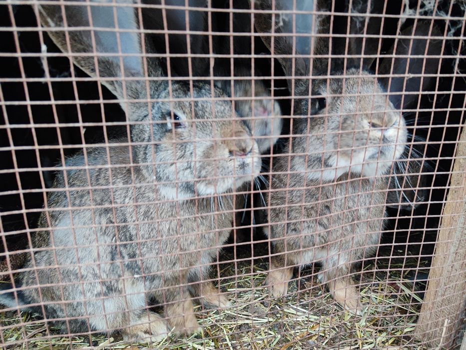 Iepuroaice Uriaș German