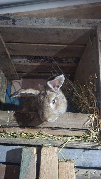 Vând iepuri : hycole francez , uriaș german ,  cap de leu