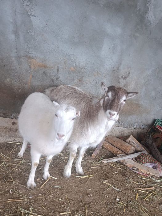 Теке және ешкілер шыбыштар сатылады.