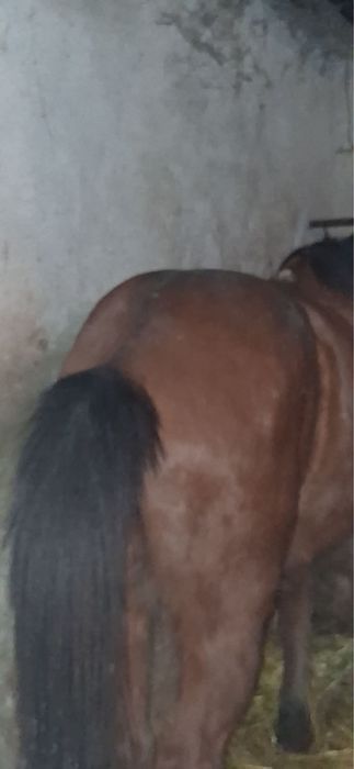 Vand cal castrat de 8 ani