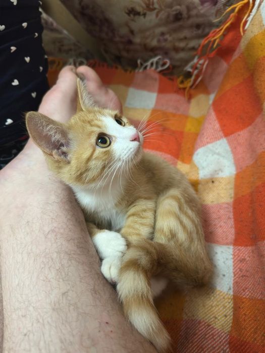 Отдам бесплатно котёнка
