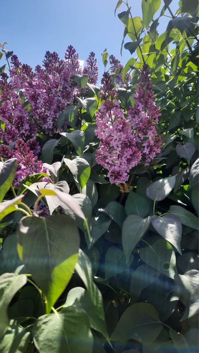 Сирень мкр.Атырау