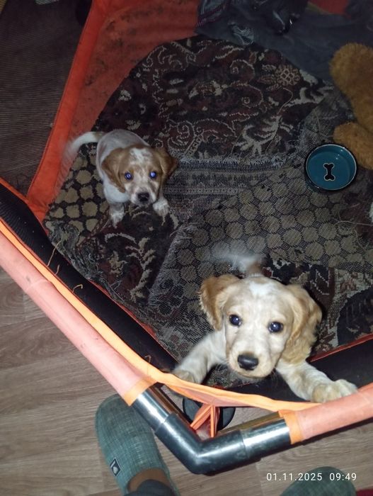 Щенки 2 месяца английский кокер спаниель 2 девочки.